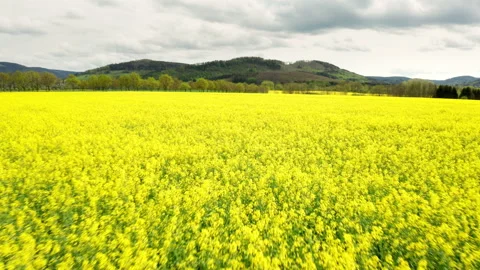 Aerial of rapefield Stock Footage 154357012