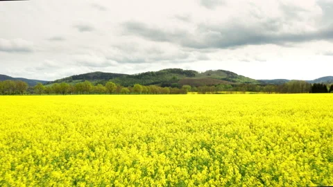 Aerial of rapefield Stock Footage 154450045
