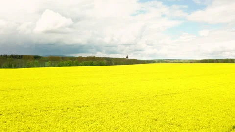 Aerial of rapefield Stock Footage 154457268