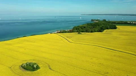 Aerial of rapefield by the sea Stock Footage 155108165