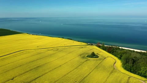 Aerial of rapefield by the sea Stock Footage 155111231