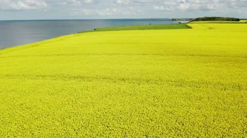 Aerial of rapefield by the sea Stock Footage 155116302