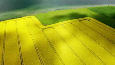 Aerial of rapefield by the sea Stock Footage 155121024
