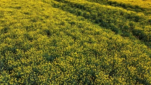 Aerial rapeseed field texture in spring France Stock Footage 333967003