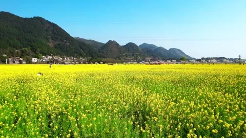 Aerial Rapeseed Fields Toward Snow-Capped Mountain Peaks Video stock 341914454