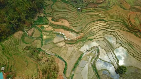 Aerial reflection sky clouds paddy rice fields Plantation green cascades pattern Video stock 106985185