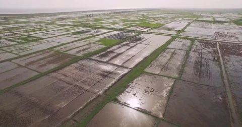 Aerial reflections of the sun inside rice fields in guinea africa Stock Footage 82399114