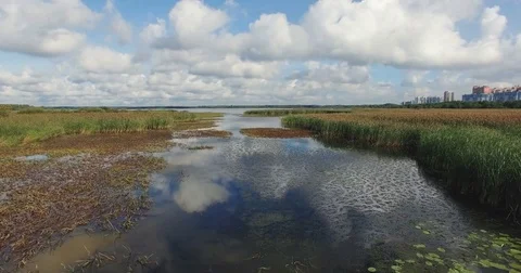 Aerial Of The Reflective Surface Of The Water With Plants And Reeds. Stock Footage 82808963