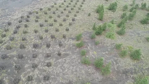 Aerial Reforestation Growth Progress 4K Stock Footage 339055462