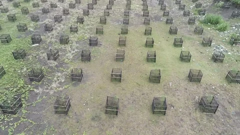 Aerial Reforestation Project 4K Vídeos de archivo 339055446