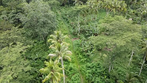 AERIAL: Remote jungle walking track with luscious green scenery Video stock 132382002