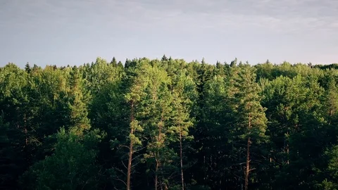 Aerial reveal shot of sustainable pine tree forest in Scandinavia Stock Footage