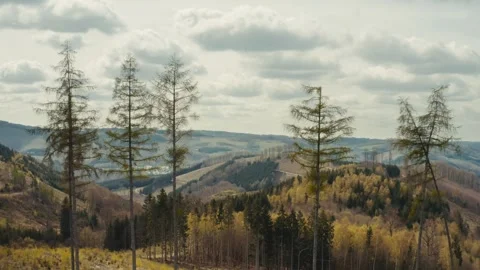 Aerial Reveal Through Dead Trees, Sauerland Landscape Germany 動画素材 332563744