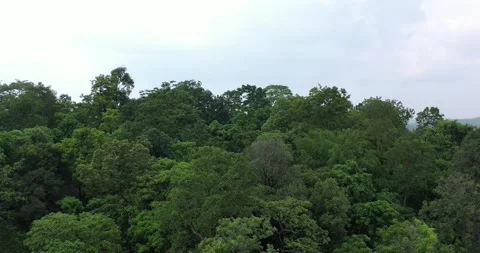 Aerial Reveal While Flying Low Over The Green Forest Canopy in Tropics Stock Footage 152310409