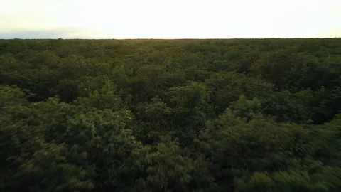 Aerial, reverse, drone shot over endless Mexican rainforest, at sunset, on Vídeos de archivo 125458766