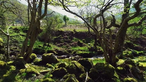Aerial reverse reveal trees by a flowing river on a Summer day Stock Footage 89700013