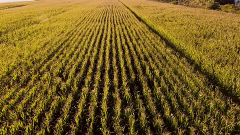 Aerial reverse shot over The Wheat Field at Sunset time Stock Footage 138816880