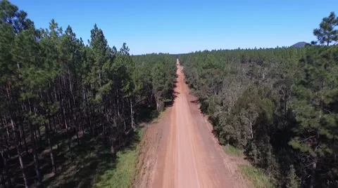 Aerial Reverse Track through Pine Forest Plantation Stock Footage 57253540
