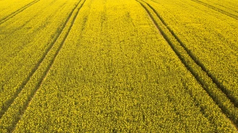 Aerial Reverse Tracking Shot Over a Large Field of Canola 스톡 동영상 112672020