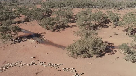 Aerial reverse view of grazing sheep in formation revealing horizon Stock Footage 92516787