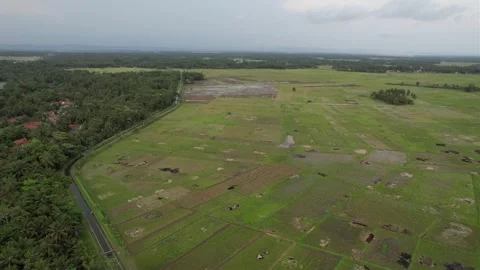 Aerial rice field Stock Footage 296142686