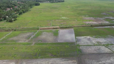 Aerial rice field Stock Footage 296143064