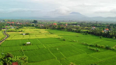 Aerial of Rice Fields and distant Volcano, Bali Stock Footage 147291251