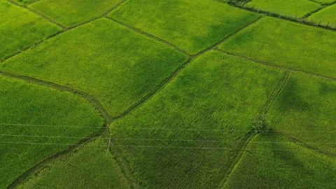 Aerial of rice fields and earthen paths, Si Phan Don, Laos Stock Footage 341486540