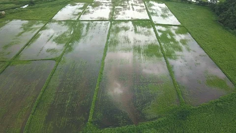 Aerial of rice fields and reflection of sky and clouds surrounded by forest and Stock Footage 95614777