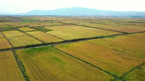 Aerial of rice fields in different shapes and shades of green. Stock Footage 161847065