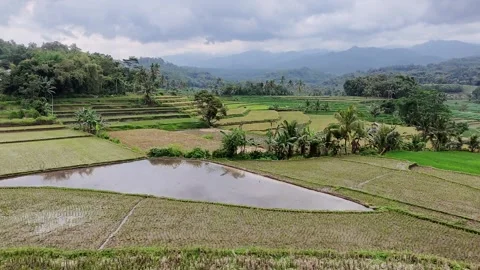 Aerial Rice Fields in Kemuning Stock Footage 314061914