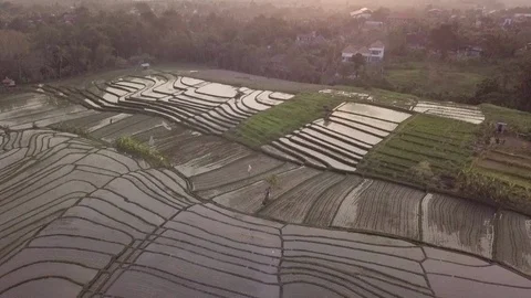 Aerial of rice fields at sunset in Bali Indonesia terrace 1 Stock Footage 107404475