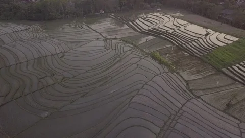 Aerial of rice fields at sunset in Bali Indonesia terrace 3 Stock Footage 107407413