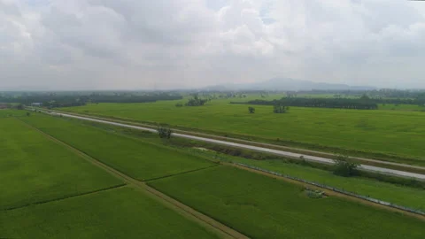 Aerial of rice Paddy Fields with Irrigation Canals, Malaysia Stock Footage 143230573