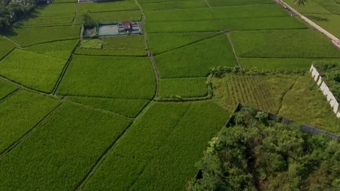 Aerial Ricefield View Stock Footage 309447038