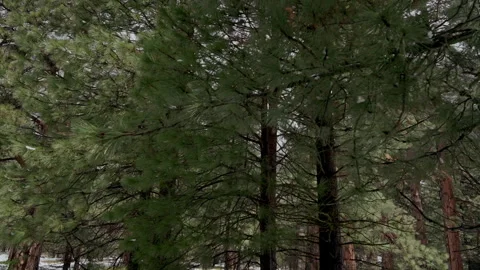 Aerial rise through pine trees to misty granite cliffs Stock-Footage 347988619