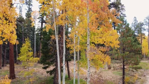Aerial Rise View Of Stand Of Quaking Aspens Fall Time In Arizona Stock Footage 339290410