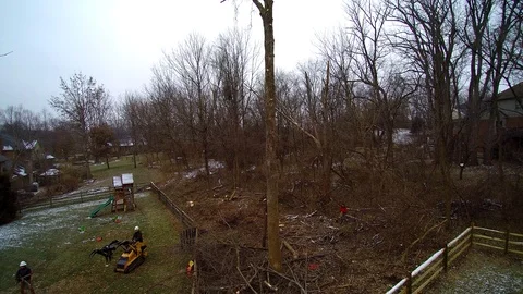Aerial rise worker high in tree removing branches Stock Footage 99607259