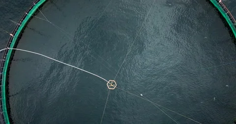 Aerial riser over round marine pen of aquaculture salmon farm with jumping fish Stock Footage 317538739