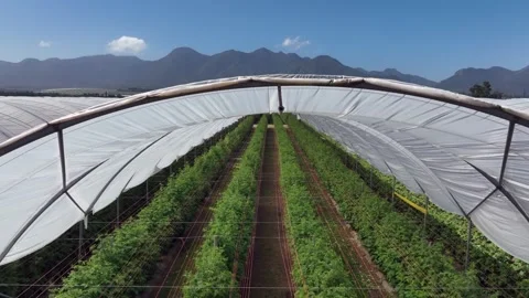 Aerial rises over domed plastic roof of raspberry greenhouse complex Stock Footage 304566541