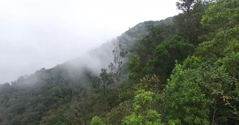 Aerial rising above forest and mist, South East Asia Stock Footage
