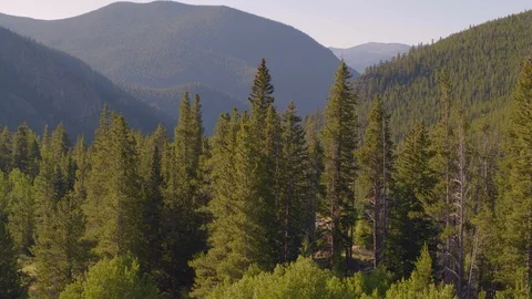 Aerial: Rising over pine trees and revealing mountain valley Stockbeeldmateriaal 114250175