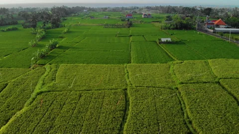 Aerial Rising over Rice Fields, Bali Stock Footage 147293426