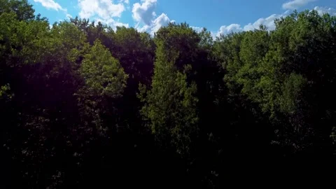 Aerial: Rising Over the Trees Stock Footage 132819470