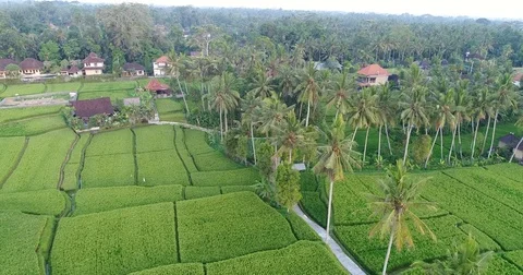 Aerial rising view of coconut trees and ricefields Ubud Bali Stock Footage 81687802