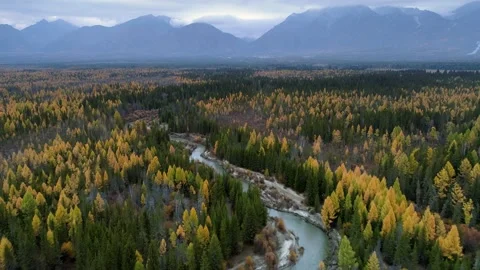 Aerial river autumn coniferous forest Arshan Baikal natural landscape Buryatia   Stock Footage 142777044