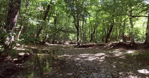 Aerial. The river in the forest. Stock Footage 67669896