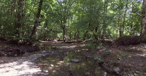 Aerial.  The river in the forest. Stock Footage 67670198