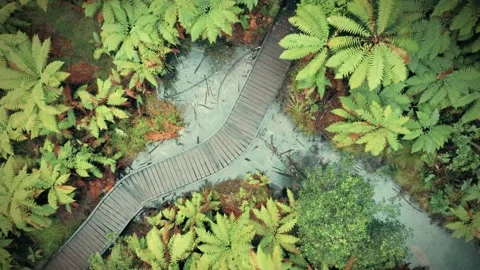 Aerial: River, forest path and palm trees. Rotorua, New Zealand Stock Footage 162028481