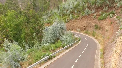 Aerial of a road with euclypturs trees Stock Footage 54635749